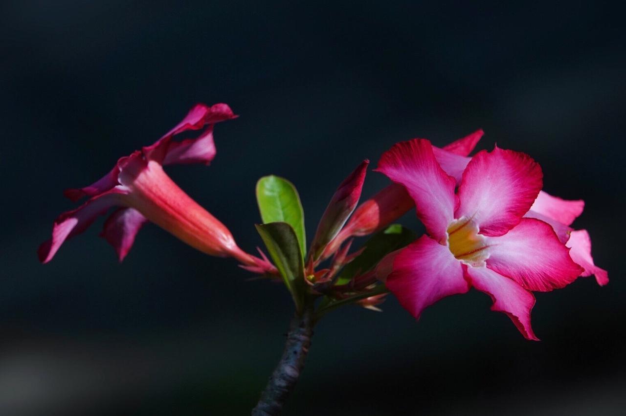 נוסא דואה El Homestay Bali מראה חיצוני תמונה