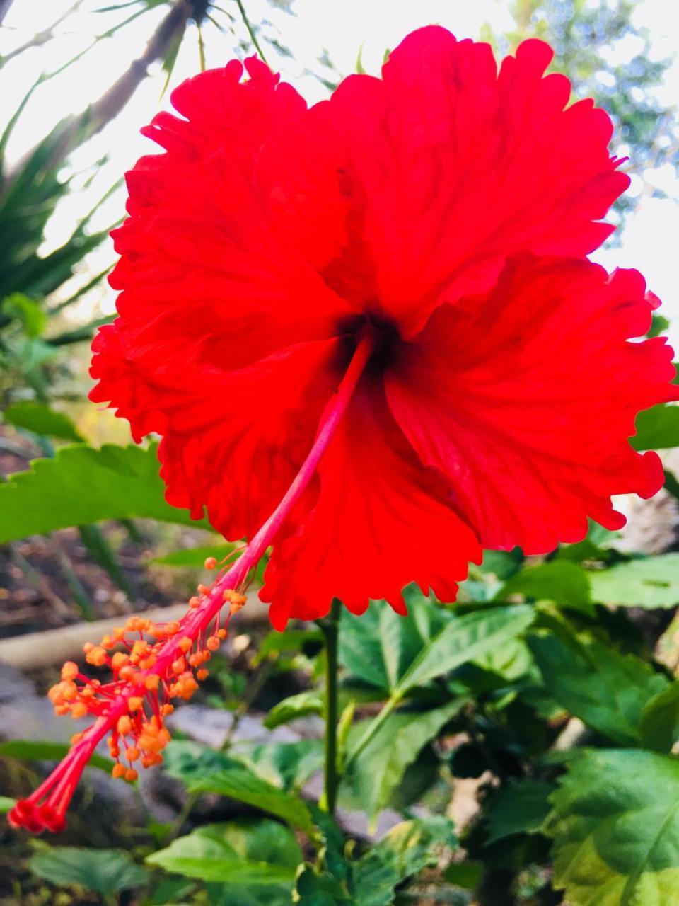 נוסא דואה El Homestay Bali מראה חיצוני תמונה